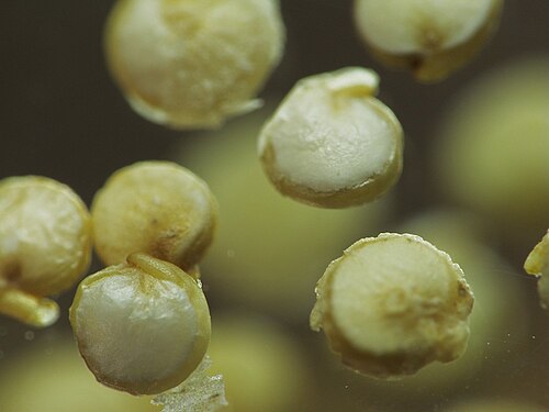 Close-up image of quinoa seeds